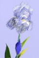 /album/galerie-de-photos-mes-dessins/a7-iris-3-copie-copie-jpg1/